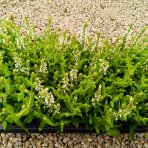 Šalvia hájna (Salvia nemorosa) ´SENSATION WHITE´ - kont. C1,5L